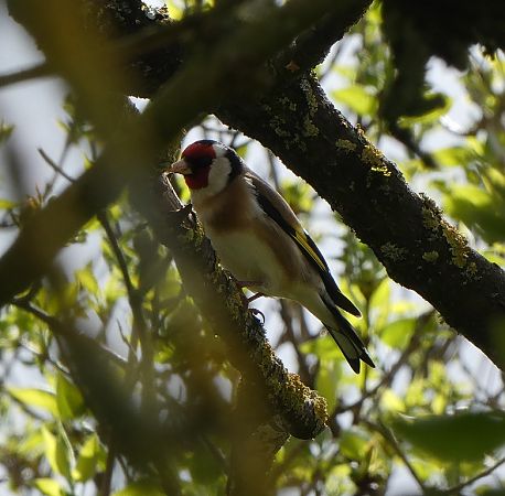 Chardonneret élégant  - Magali Hivert