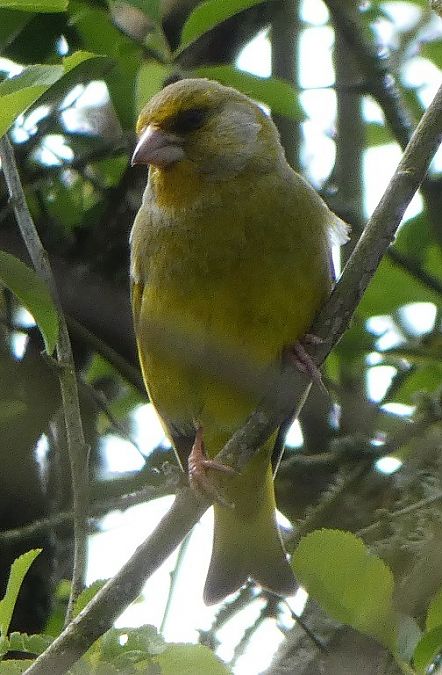 Verdier d'Europe  - Magali Hivert