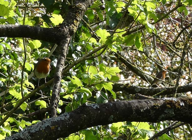 Rougegorge familier  - Magali Hivert
