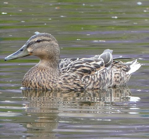Canard colvert  - Magali Hivert