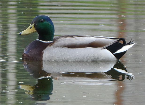 Canard colvert  - Magali Hivert
