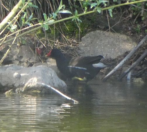 Gallinule poule-d'eau  - Magali Hivert