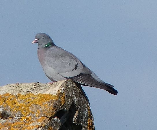 Pigeon colombin  - Magali Hivert