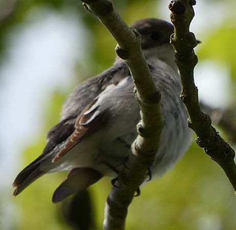 Gobemouche noir  - Magali Hivert