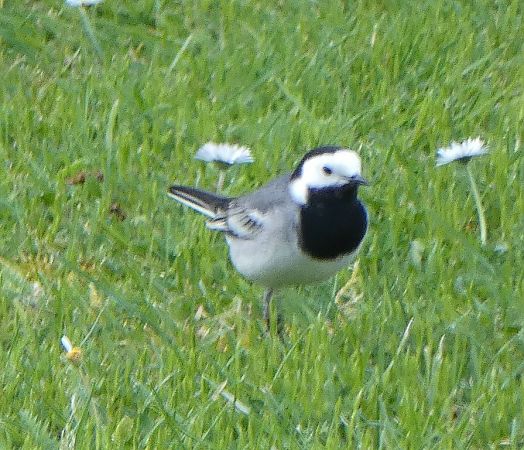 Bergeronnette grise  - Magali Hivert