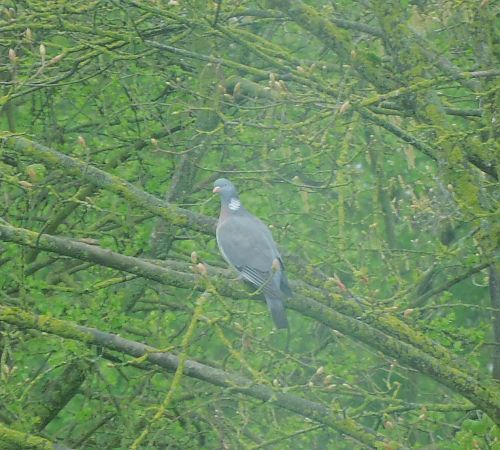 Pigeon ramier  - Veronique Lobjoie