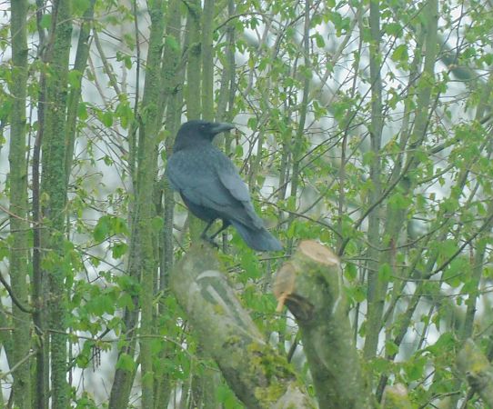 Corneille noire  - Veronique Lobjoie