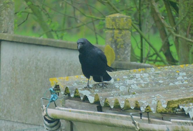 Corneille noire  - Veronique Lobjoie