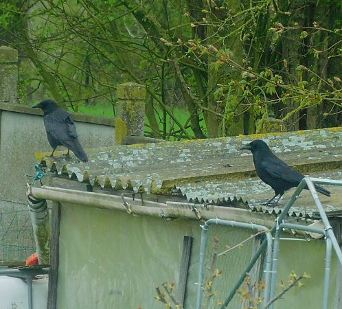 Corneille noire  - Veronique Lobjoie