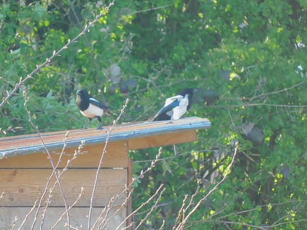 Pie bavarde  - Veronique Lobjoie