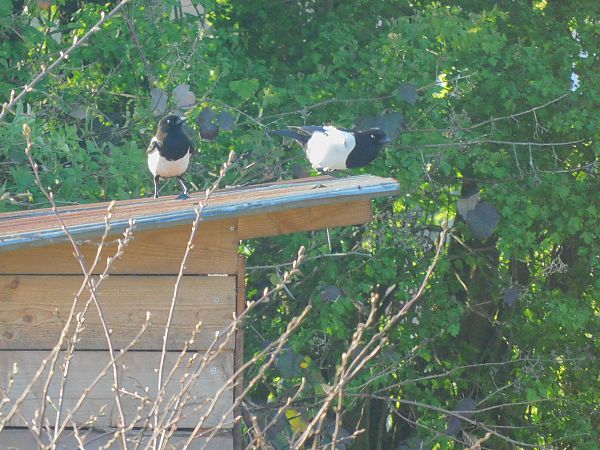 Pie bavarde  - Veronique Lobjoie