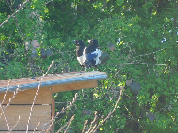 Pie bavarde  - Veronique Lobjoie