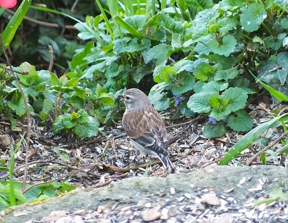 Bruant indéterminé (Emberiza)  - Patrick Quercy