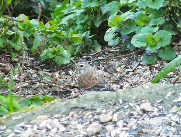 Bruant indéterminé (Emberiza)  - Patrick Quercy