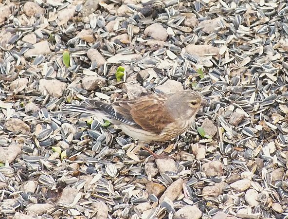 Bruant indéterminé (Emberiza)  - Patrick Quercy
