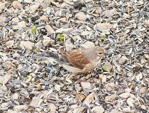 Linotte mélodieuse  - Patrick Quercy