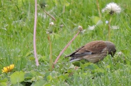Linotte mélodieuse  - Sonia Le Corvaisier