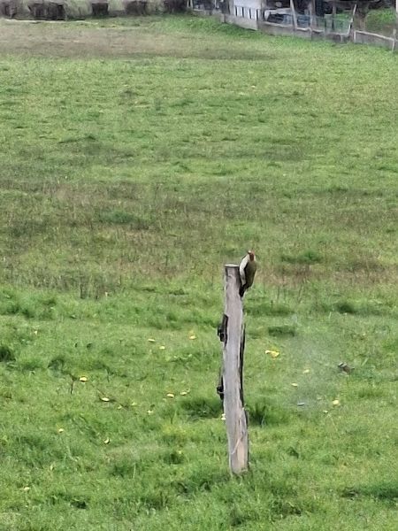 Accenteur mouchet  - Monique Valent