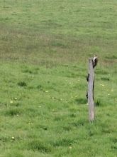 Accenteur mouchet  - Monique Valent