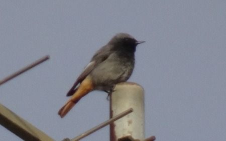 Rougequeue noir  - Sandra Goriaux