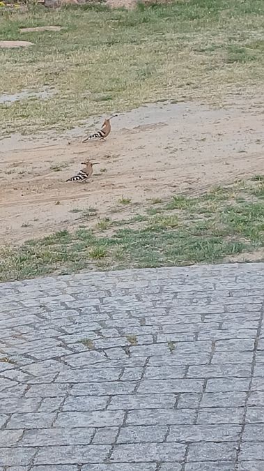 Huppe fasciée  - Julie Gaudin