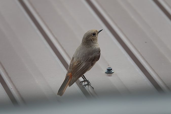 Rougequeue noir  - Remy Simon