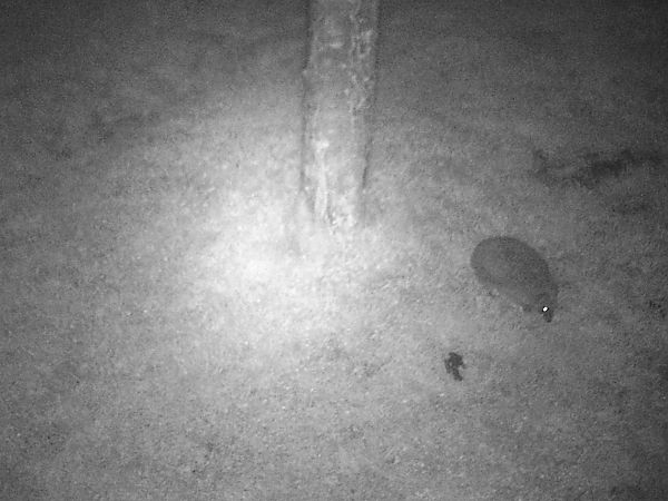 Hérisson d'Europe  - Remy Simon