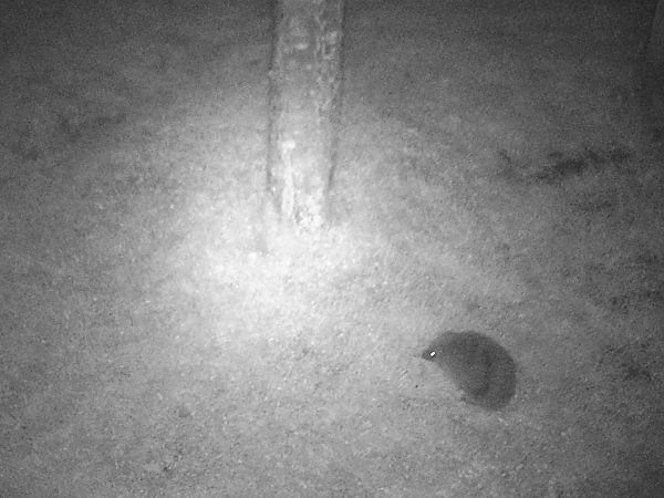 Hérisson d'Europe  - Remy Simon