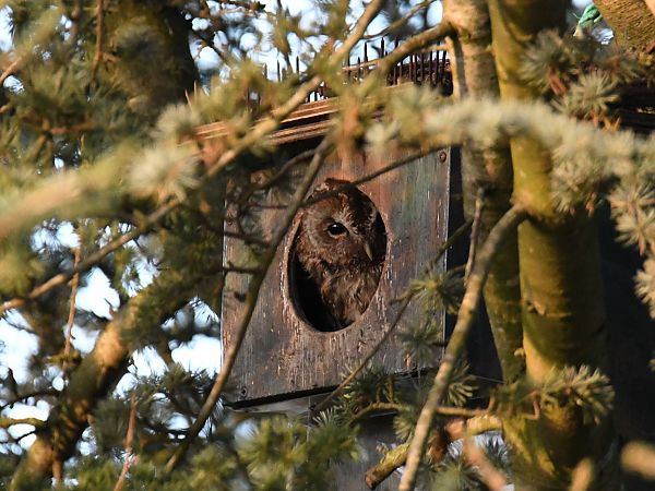 Chouette hulotte  - Denis Maciet