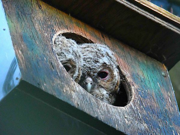 Chouette hulotte  - Denis Maciet