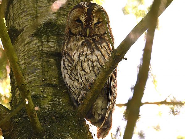 Chouette hulotte  - Denis Maciet