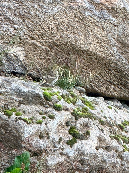 Serin cini  - Cyril Granoulhac