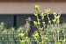 Étourneau sansonnet (Sturnus vulgaris) © auteur non diffusé