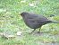 Merle noir (Turdus merula) © Xavier Terrassier
