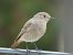 Rougequeue noir (Phoenicurus ochruros) © auteur non diffusé