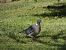 Pigeon ramier (Columba palumbus) © auteur non diffusé
