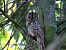 Chouette hulotte (Strix aluco) © Denis Maciet