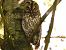 Chouette hulotte (Strix aluco) © Denis Maciet