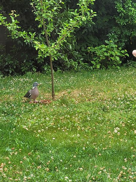 Pigeon ramier  - Nicole Marcel