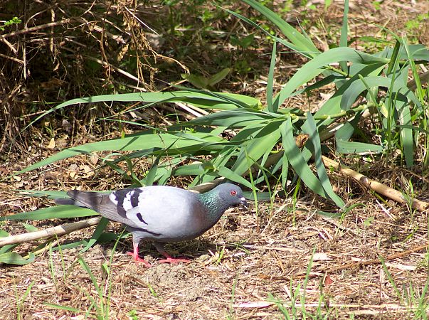 Pigeon biset domestique 