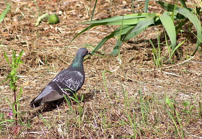 Pigeon biset domestique 