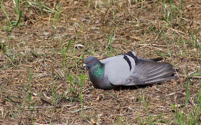 Pigeon biset domestique 