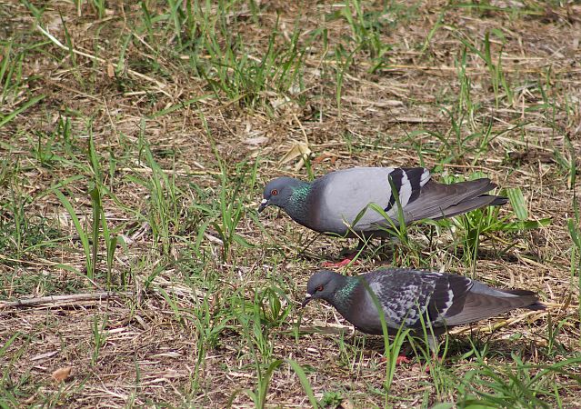 Pigeon biset domestique 