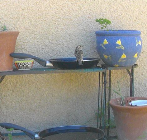 Moineau cisalpin 