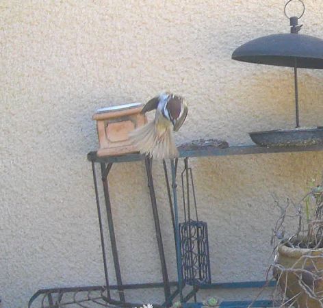 Moineau cisalpin 