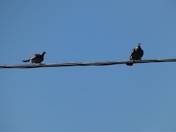 Pigeon ramier  - Taquet Pierrette