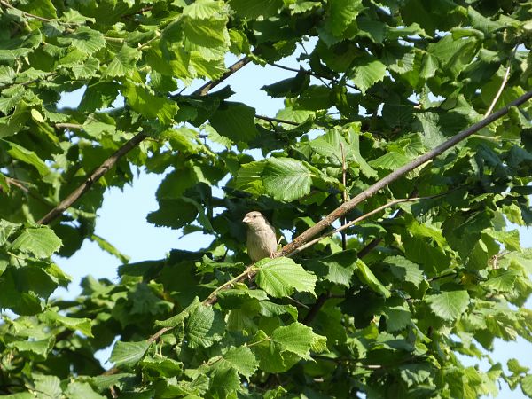 Moineau domestique  - Taquet Pierrette