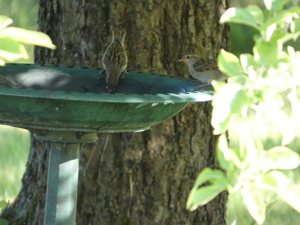 Moineau domestique  - Taquet Pierrette