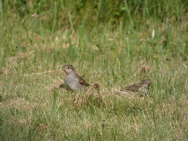 Moineau domestique  - Taquet Pierrette