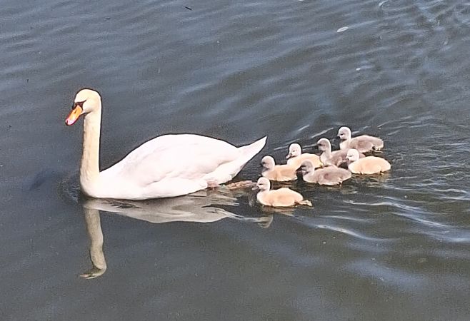 Cygne tuberculé 